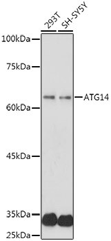 ATG14 Antibody in Western Blot (WB)