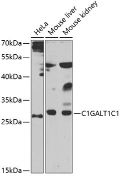 C1GALT1C1 Antibody in Western Blot (WB)