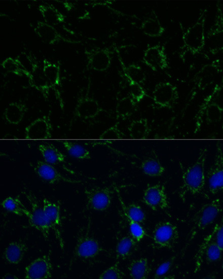 GluD1 Antibody in Immunocytochemistry (ICC/IF)