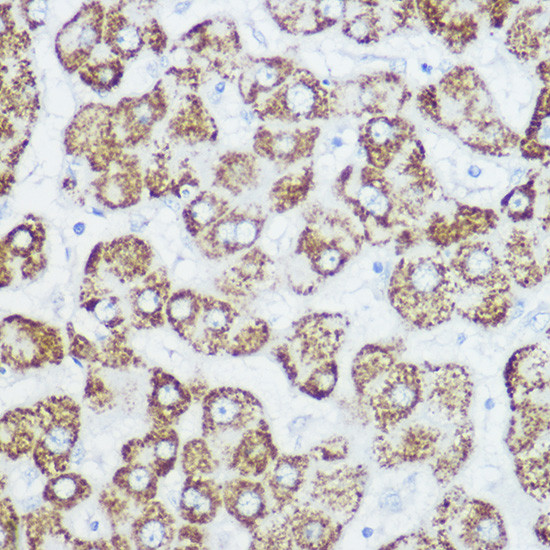 GluD1 Antibody in Immunohistochemistry (Paraffin) (IHC (P))