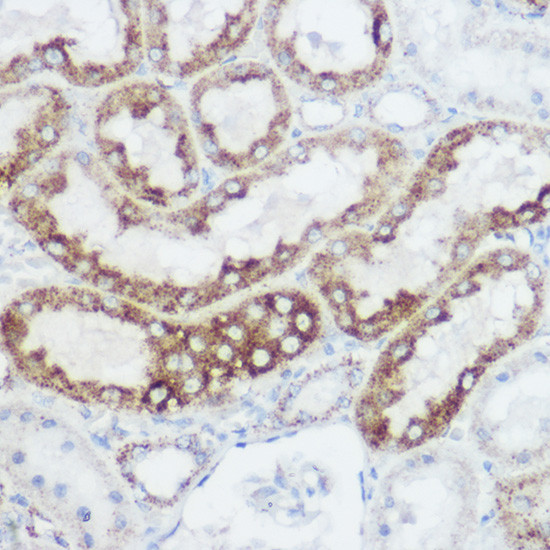 GluD1 Antibody in Immunohistochemistry (Paraffin) (IHC (P))