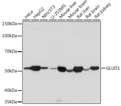 GluD1 Antibody in Western Blot (WB)