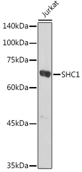 SHC Antibody in Western Blot (WB)