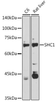 SHC Antibody in Western Blot (WB)