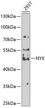 NYX Antibody in Western Blot (WB)