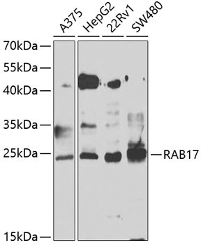RAB17 Antibody in Western Blot (WB)