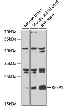 REEP1 Antibody in Western Blot (WB)