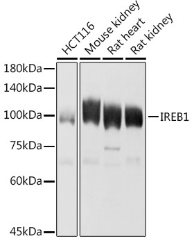 Aconitase 1 Antibody in Western Blot (WB)