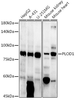 PLOD1 Antibody in Western Blot (WB)