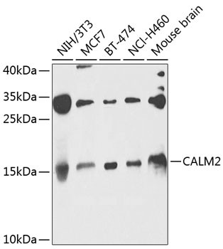 Calmodulin 2 Antibody in Western Blot (WB)