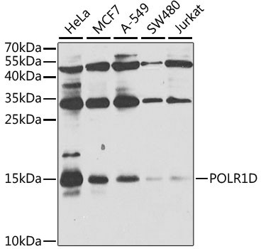 POLR1D Antibody in Western Blot (WB)