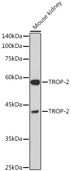 TROP2 Antibody in Western Blot (WB)