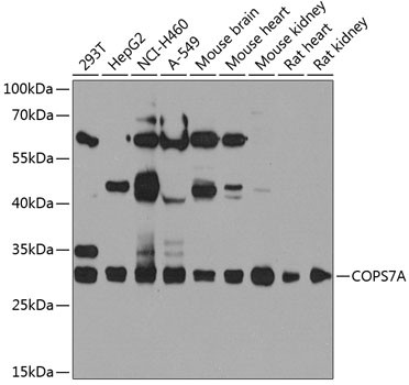 COPS7A Antibody in Western Blot (WB)