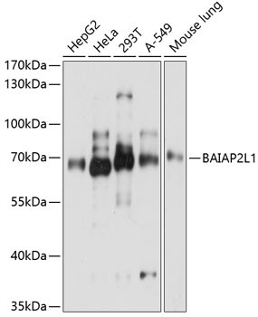 BAIAP2L1 Antibody in Western Blot (WB)