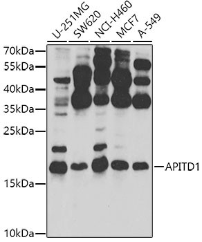 APITD1 Antibody in Western Blot (WB)