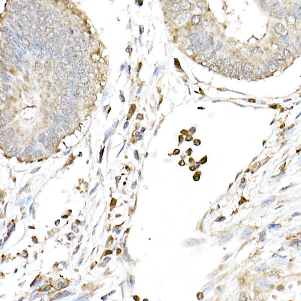 cGAS Antibody in Immunohistochemistry (Paraffin) (IHC (P))