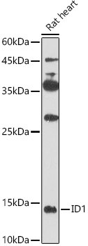 ID1 Antibody in Western Blot (WB)