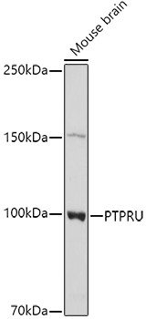 PTPRU Antibody in Western Blot (WB)