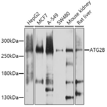 ATG2B Antibody in Western Blot (WB)