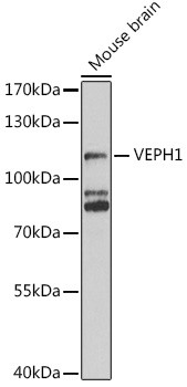 VEPH1 Antibody in Western Blot (WB)