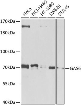 GAS6 Antibody in Western Blot (WB)