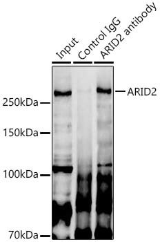 ARID2 Antibody in Immunoprecipitation (IP)