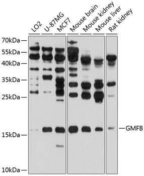 GMFB Antibody in Western Blot (WB)