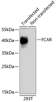 FCAR Antibody in Western Blot (WB)
