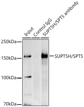 SPT5 Antibody in Immunoprecipitation (IP)