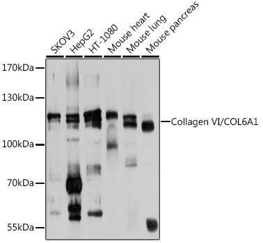 COL6A1 Antibody in Western Blot (WB)