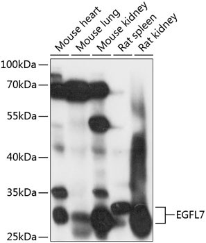 EGFL7 Antibody in Western Blot (WB)