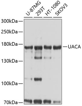 UACA Antibody in Western Blot (WB)