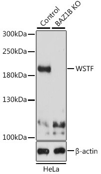 BAZ1B Antibody in Western Blot (WB)