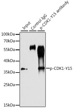 Phospho-CDK1 (Tyr15) Antibody in Immunoprecipitation (IP)