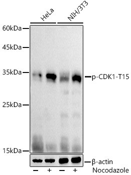 Phospho-CDK1 (Tyr15) Antibody in Western Blot (WB)