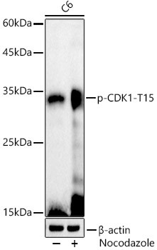 Phospho-CDK1 (Tyr15) Antibody in Western Blot (WB)