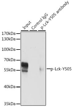 Phospho-LCK (Tyr505) Antibody in Immunoprecipitation (IP)