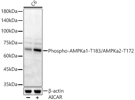 Phospho-AMPK alpha-1,2 (Thr183, Thr172) Antibody in Western Blot (WB)