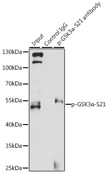 Phospho-GSK3 alpha (Ser21) Antibody in Immunoprecipitation (IP)