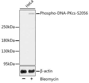 Phospho-DNA-PK (Ser2056) Antibody in Western Blot (WB)