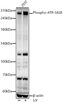 Phospho-ATR (Ser428) Antibody in Western Blot (WB)