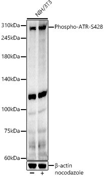 Phospho-ATR (Ser428) Antibody in Western Blot (WB)