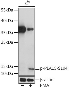 Phospho-PEA15 (Ser104) Antibody in Western Blot (WB)