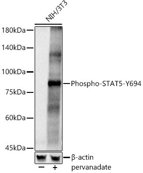 Phospho-STAT5A/B (Tyr694) Antibody in Western Blot (WB)