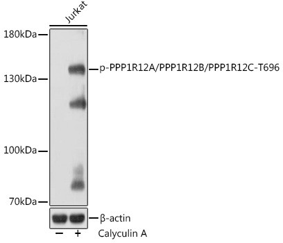 Phospho-PPP1R12A/PPP1R12B/PPP1R12C (Thr696) Antibody in Western Blot (WB)