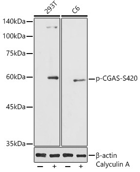 Phospho-cGAS (Ser420) Antibody in Western Blot (WB)