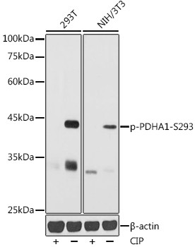 Phospho-PDHA1 (Ser293) Antibody in Western Blot (WB)