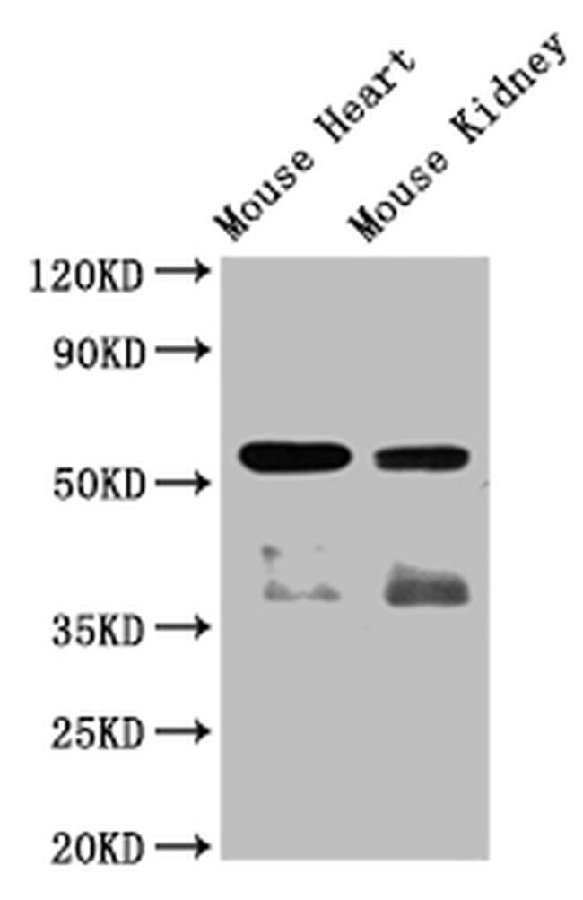 Angiopoietin 4 Antibody in Western Blot (WB)