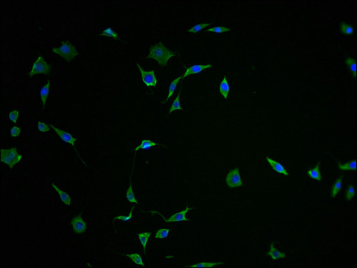 FNDC5 Antibody in Immunocytochemistry (ICC/IF)