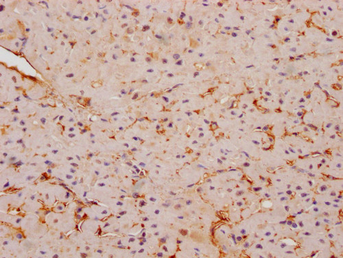 FNDC5 Antibody in Immunohistochemistry (Paraffin) (IHC (P))